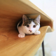 Illustration for article titled At Last, a Magical Desk That You Can Share With Your Cat